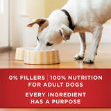 Purina ONE Tender Cuts in Gravy Chicken and Brown Rice, and Beef and Barley Entrees Wet Dog Food Variety Pack, 13 oz Cans